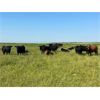 Image 2 : Josh Herauf - 975# September Grass Heifers - 460 Head (Kronau, SK)