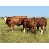 Image 6 : Josh Herauf - 975# September Grass Heifers - 460 Head (Kronau, SK)