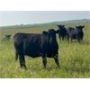 Image 7 : Josh Herauf - 975# September Grass Heifers - 460 Head (Kronau, SK)