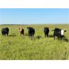 Image 8 : Josh Herauf - 975# September Grass Heifers - 460 Head (Kronau, SK)