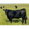 Image 9 : Josh Herauf - 975# September Grass Heifers - 460 Head (Kronau, SK)