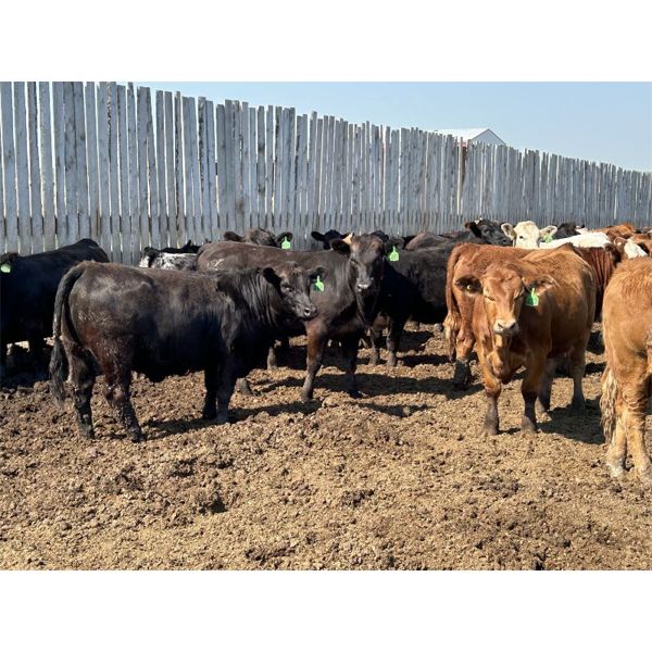 Bob Boese - 960# Heifers - 105 Head (Linden, AB)