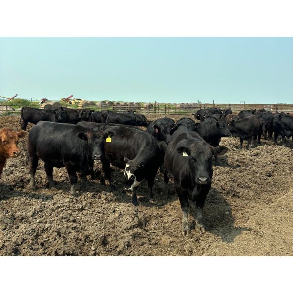 Wayne Megli - 960# Heifers - 248 Head (Carrot River, SK)