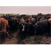 Image 7 : Wayne Megli - 960# Heifers - 248 Head (Carrot River, SK)