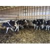 Image 1 : Wavy Lake Farming Co. - 580# Holstein Steers - 15 Head (Daysland, AB)