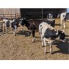 Image 2 : Wavy Lake Farming Co. - 580# Holstein Steers - 15 Head (Daysland, AB)