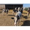 Image 3 : Wavy Lake Farming Co. - 580# Holstein Steers - 15 Head (Daysland, AB)