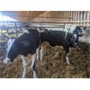 Image 4 : Wavy Lake Farming Co. - 580# Holstein Steers - 15 Head (Daysland, AB)