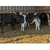 Image 7 : Wavy Lake Farming Co. - 580# Holstein Steers - 15 Head (Daysland, AB)