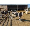 Image 8 : Wavy Lake Farming Co. - 580# Holstein Steers - 15 Head (Daysland, AB)