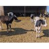 Image 9 : Wavy Lake Farming Co. - 580# Holstein Steers - 15 Head (Daysland, AB)