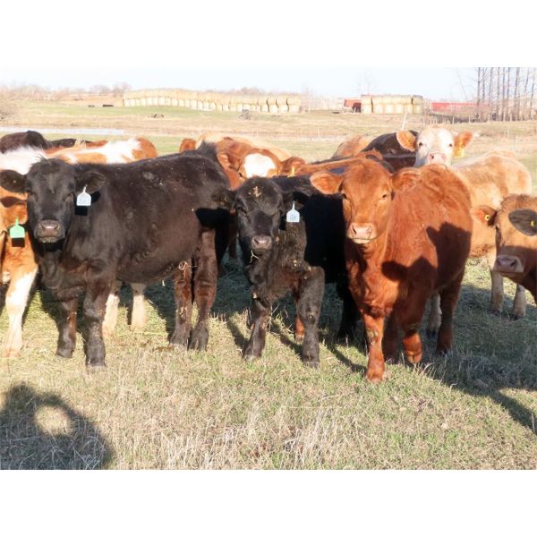  Tanner Grose & Robin Poole - 975# Sept/Oct Grass Heifers - 63 Head (Moosomin, SK)