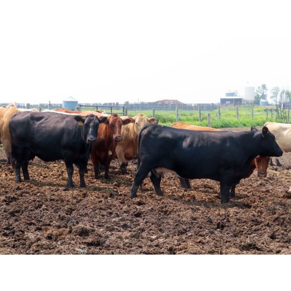 Johnson Livestock - 1600# Cows - 40 Head (Peebles, SK)