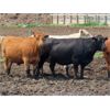 Image 3 : Johnson Livestock - 1600# Cows - 40 Head (Peebles, SK)
