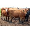 Image 6 : Johnson Livestock - 1600# Cows - 40 Head (Peebles, SK)