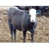 Image 5 : PSV Farms Ltd. - 920# Heifers - 67 Head (Enchant, AB)