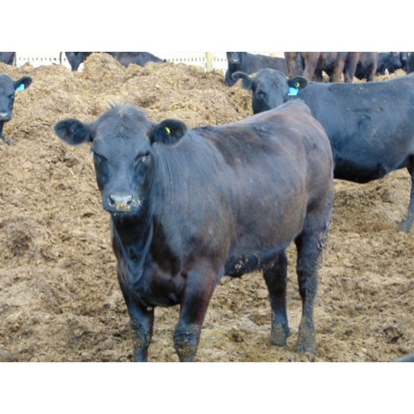 PSV Farms Ltd. - 920# Heifers - 67 Head (Enchant, AB)