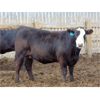 Image 2 : PSV Farms Ltd. - 920# Heifers - 67 Head (Enchant, AB)