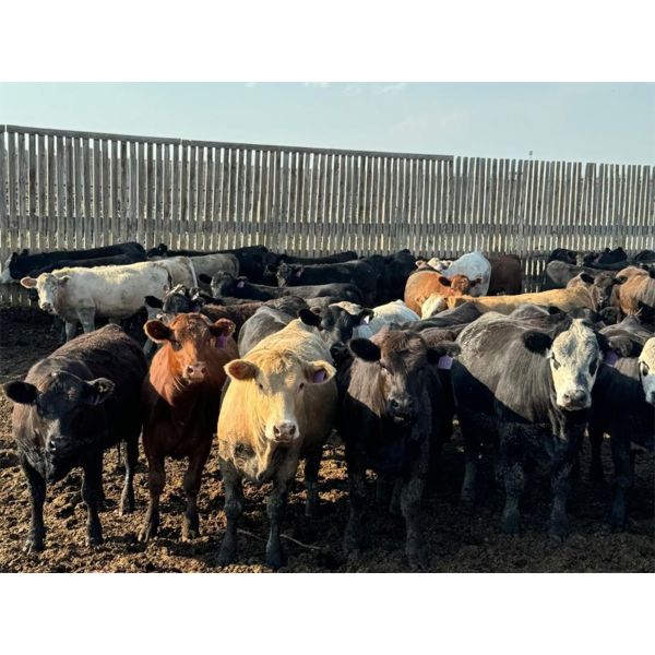 Kelsey Porter Inc. - 750# Heifers - 80 Head (Medicine Hat, AB)