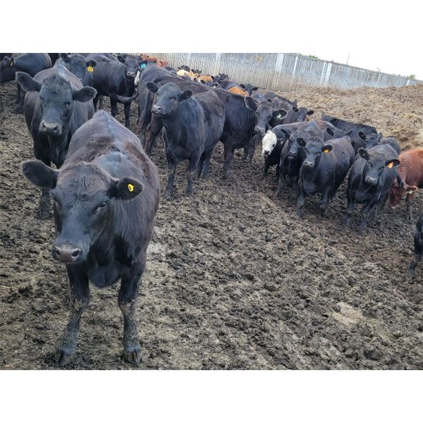Wildcat Cattle Co. Ltd. - 800# Heifers - 225 Head (Bow Island, AB)