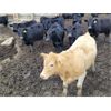 Image 3 : Wildcat Cattle Co. Ltd. - 800# Heifers - 225 Head (Bow Island, AB)