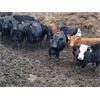 Image 5 : Wildcat Cattle Co. Ltd. - 800# Heifers - 225 Head (Bow Island, AB)