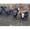 Image 6 : Wildcat Cattle Co. Ltd. - 800# Heifers - 225 Head (Bow Island, AB)