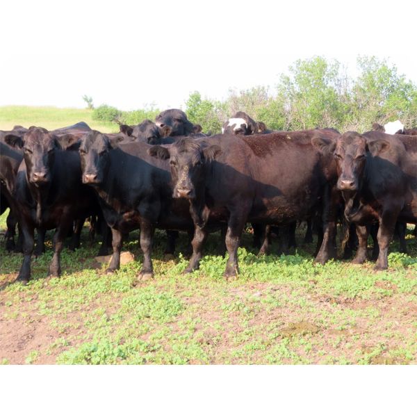 Box Ranch - 1300# Cows - 50 Head (Whitewood, SK)