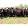 Image 1 : Box Ranch - 1300# Cows - 50 Head (Whitewood, SK)