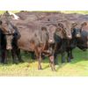 Image 2 : Box Ranch - 1300# Cows - 50 Head (Whitewood, SK)