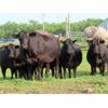Image 4 : Box Ranch - 1300# Cows - 50 Head (Whitewood, SK)
