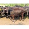 Image 5 : Box Ranch - 1300# Cows - 50 Head (Whitewood, SK)
