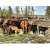 Image 11 : Guichon Creek Ranch/Cory Nottingham - 425# Steer Calves - 130 Head (Anahim Lake, BC)