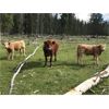 Image 13 : Guichon Creek Ranch/Cory Nottingham - 425# Steer Calves - 130 Head (Anahim Lake, BC)