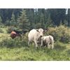 Image 15 : Guichon Creek Ranch/Cory Nottingham - 425# Steer Calves - 130 Head (Anahim Lake, BC)