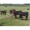 Image 17 : Guichon Creek Ranch/Cory Nottingham - 425# Steer Calves - 130 Head (Anahim Lake, BC)