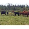 Image 18 : Guichon Creek Ranch/Cory Nottingham - 425# Steer Calves - 130 Head (Anahim Lake, BC)