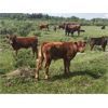 Image 19 : Guichon Creek Ranch/Cory Nottingham - 425# Steer Calves - 130 Head (Anahim Lake, BC)