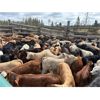 Image 4 : Guichon Creek Ranch/Cory Nottingham - 425# Steer Calves - 130 Head (Anahim Lake, BC)