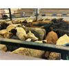 Image 7 : Guichon Creek Ranch/Cory Nottingham - 425# Steer Calves - 130 Head (Anahim Lake, BC)