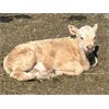 Image 9 : Guichon Creek Ranch/Cory Nottingham - 425# Steer Calves - 130 Head (Anahim Lake, BC)
