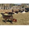 Image 13 : Guichon Creek Ranch/Cory Nottingham - 400# Heifer Calves - 130 Head (Anahim Lake, BC)