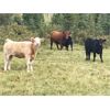 Image 14 : Guichon Creek Ranch/Cory Nottingham - 400# Heifer Calves - 130 Head (Anahim Lake, BC)
