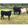 Image 16 : Guichon Creek Ranch/Cory Nottingham - 400# Heifer Calves - 130 Head (Anahim Lake, BC)