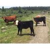 Image 17 : Guichon Creek Ranch/Cory Nottingham - 400# Heifer Calves - 130 Head (Anahim Lake, BC)