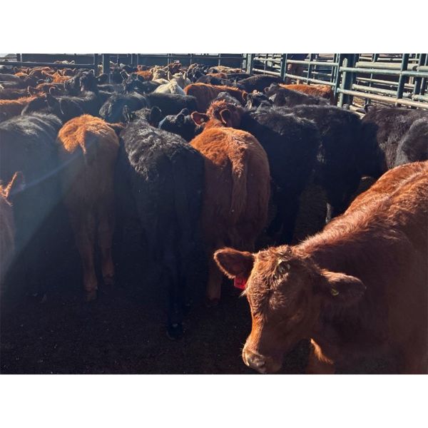 Guichon Creek Ranch/Cory Nottingham - 400# Heifer Calves - 130 Head (Anahim Lake, BC)