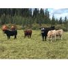 Image 22 : Guichon Creek Ranch/Cory Nottingham - 400# Heifer Calves - 130 Head (Anahim Lake, BC)