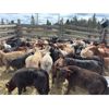 Image 5 : Guichon Creek Ranch/Cory Nottingham - 400# Heifer Calves - 130 Head (Anahim Lake, BC)