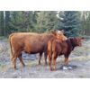 Image 10 : Eli & Terra Hatch - 550# Steer Calves - 105 Head (Anahim Lake, BC)
