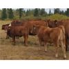 Image 11 : Eli & Terra Hatch - 550# Steer Calves - 105 Head (Anahim Lake, BC)